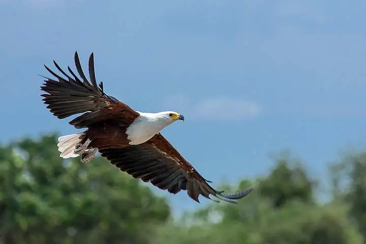 African fishing eagle flying 